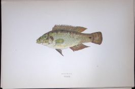 Corkwing Fish Scarce Antique 1877 J. Couch Woodblock Engraving-74