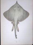 Burton Skate Fish Scarce Antique 1877 J. Couch Woodblock Engraving-100