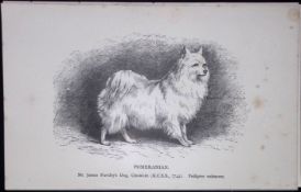 Pomeranian British Dogs by Hugh Dalziel 1889 Antique Book Plate-67