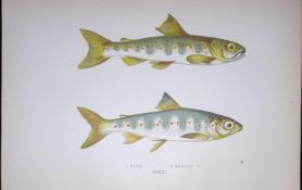 Parr & Samlet Fish Scarce Antique 1877 J. Couch Woodblock Engraving-138
