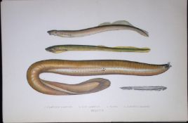 Planners’ Mud, Borer, Lampreys Fish Scarce Antique 1877 J. Couch Woodblock Engraving-158