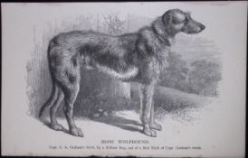 Irish Wolfhound British Dogs by Hugh Dalziel 1889 Antique Book Plate-17