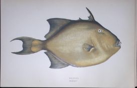Filefish Fish Scarce Antique 1877 J. Couch Woodblock Engraving-153