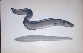 Conger & Morris Eel Fish Scarce Antique 1877 J. Couch Woodblock Engraving-148