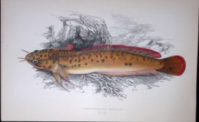 Three Bearded Rockling Fish Scarce Antique 1877 J. Couch Woodblock Engraving-80