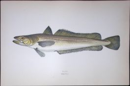 Hake Fish Scarce Antique 1877 J. Couch Woodblock Engraving-18