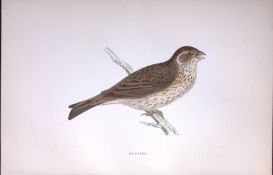 Bunting Rev Morris Antique History of British Birds 130 Years-Old Engraving-185