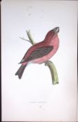 Parrot Crossbill Rev Morris History of British Birds 130 Yrs-Old AntiqueEngraving-80