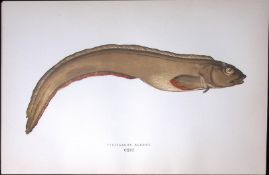 Viviparous Blenny Fish Scarce Antique 1877 J. Couch Woodblock Engraving-243