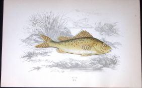 Ruff Fish Scarce Antique 1877 J. Couch Woodblock Engraving-188