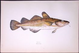 Dorse Fish Scarce Antique 1877 Johnathan Couch Woodblock Engraving-89 .