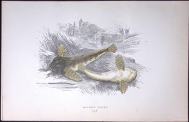Millers Thumb Fish Scarce Antique 1877 J. Couch Woodblock Engraving-204