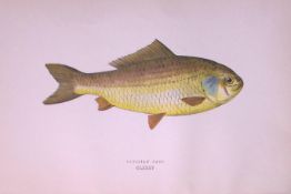 Prussian Carp Fish Scarce Antique 1877 J. Couch Woodblock Engraving-23 .