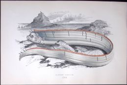Bank’s Oarfish Scarce Antique 1877 J. Couch Woodblock Engraving-248