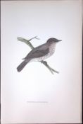 Spotted Flycatcher Rev Morris Antique History of British Birds 130 Years-Old Engraving-74
