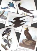 Job-Lot John James Audubon Birds of America 72-Year-Old Coloured Book Plates-31
