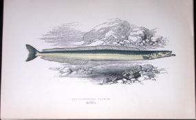 Short-Nosed Launce Fish Scarce Antique 1877 J. Couch Woodblock Engraving-201