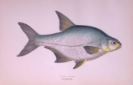 White Bream Fish Scarce Antique 1877 J. Couch Woodblock Engraving-26 .