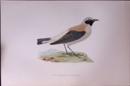 Black Throated Wheatear Rev Morris Antique History of British Birds 130 Years-Old Engraving-105