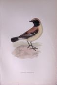 Desert Wheatear Rev Morris Antique History of British Birds 130 Years-Old Engraving-107