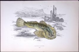 Father Lasher Fish Scarce Antique 1877 J. Couch Woodblock Engraving-203
