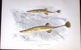 15 Spined Stickleback Fish Scarce Antique 1877 J. Couch Woodblock Engraving-187