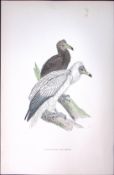 Egyptian Vulture Rev Morris Antique History of British Birds 130 Years-Old Engraving-12