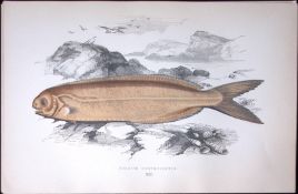 Cornish Centrolopue Fish Scarce Antique 1877 J. Couch Woodblock Engraving-214