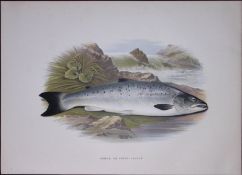 Young Salmon Rev Houghton British Freshwater Fish 1879 Scarce Wood Engraving.14