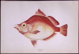 Boar Fish Scarce Antique 1877 Johnathan Couch Woodblock Engraving-58 .