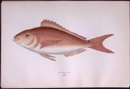 Erythrinas Fish Scarce Antique 1877 Johnathan Couch Woodblock Engraving-54 .