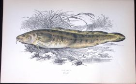 Burbolt Fish Scarce Antique 1877 J. Couch Woodblock Engraving-196