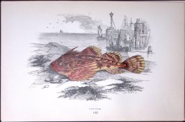 Bubalis Fish Scarce Antique 1877 J. Couch Woodblock Engraving-205
