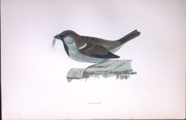 Sparrow Rev Morris Antique History of British Birds 130 Years-Old Engraving-194