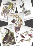 Job-Lot John James Audubon Birds of America 72-Year-Old Coloured Book Plates-30