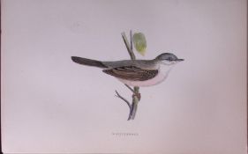 Whitethroat Rev Morris Antique History of British Birds 130 Years-Old Engraving-122