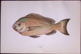 Old Wife Fish Scarce Antique 1877 Johnathan Couch Woodblock Engraving-50 .