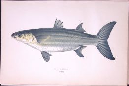 Grey Mullet Fish Scarce Antique 1877 J. Couch Woodblock Engraving-76 .