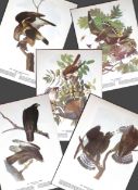 Job-Lot John James Audubon Birds of America 72-Year-Old Coloured Book Plates-23