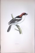 Woodchat Rev Morris Antique History of British Birds 130 Years-Old Engraving-64