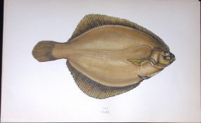 Dab Fish Scarce Antique 1877 J. Couch Woodblock Engraving-173