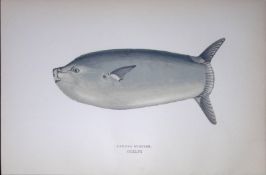 Longer Sunfish Fish Scarce Antique 1877 J. Couch Woodblock Engraving-156