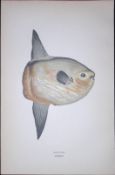Sunfish Fish Scarce Antique 1877 J. Couch Woodblock Engraving-154
