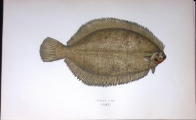 Smear Dab Fish Scarce Antique 1877 J. Couch Woodblock Engraving-174