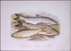 Grayling, Gwyniad, Vendace Rev Houghton British Freshwater Fish 1879 Scarce Engraving-10