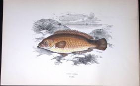 Rook Cook Fish Scarce Antique 1877 J. Couch Woodblock Engraving-193