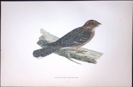 Red-Necked Nightjar Rev Morris Antique History of British Birds 130 Years-Old Engraving-156 .