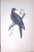 Passenger Pigeon Rev Morris Antique History of British Birds 130 Years-Old Engraving-42