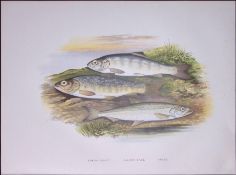 Salmon Parr & Young Trout Rev Houghton British Freshwater Fish 1879 Scarce Engraving-5