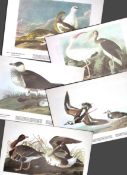 Job-Lot John James Audubon Birds of America 72-Year-Old Coloured Book Plates-15
